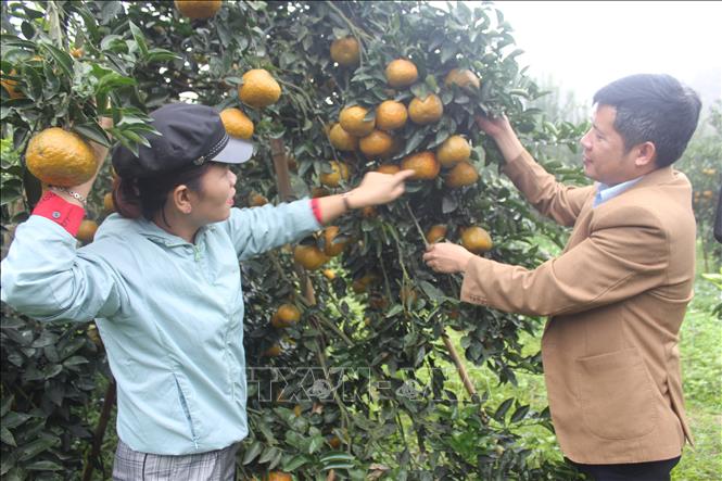 Trong ảnh: Cam sành Lục Yên được chứng nhận sản phẩm OCOP 3 sao cấp tỉnh. Ảnh: Việt Dũng - TTXVN 