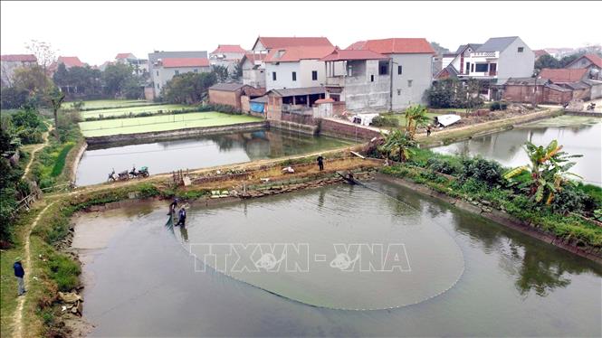 Trong ảnh: Quây lưới đánh bắt cá chép đỏ tại xã Yên Lập, huyện Vĩnh Tường, Vĩnh Phúc. Ảnh: Hoàng Hùng - TTXVN