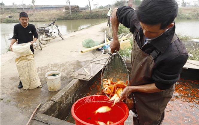 Trong ảnh: Vớt cá chép đỏ từ bể để vận chuyển cá xuống các chợ tại thành phố Vĩnh Yên, Vĩnh Phúc. Ảnh: Hoàng Hùng - TTXVN