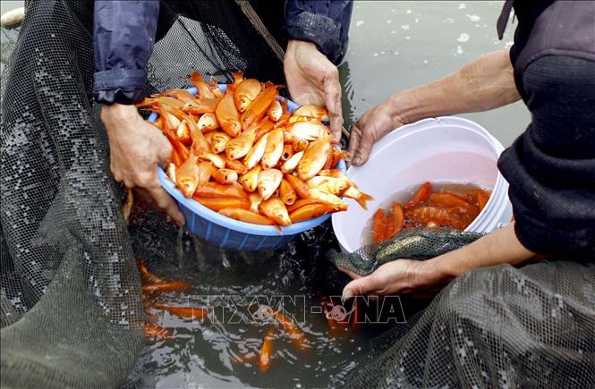Trong ảnh: Cá chép đỏ sau khi được phân loại sẽ được cho lên bờ để vận chuyển đưa vào các bể lớn. Ảnh: Hoàng Hùng - TTXVN