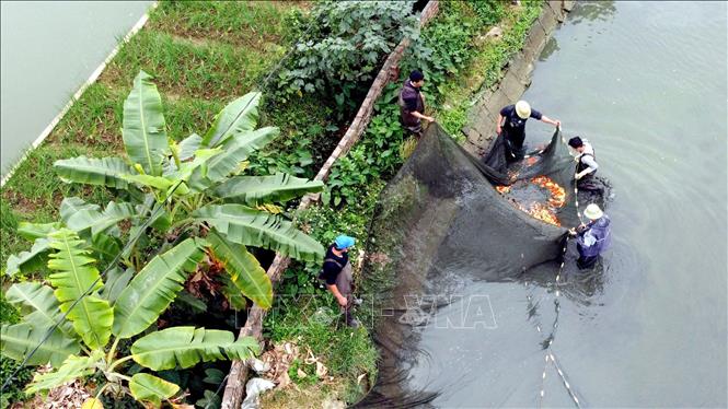 Trong ảnh: Quây lưới đánh bắt cá chép đỏ tại xã Yên Lập, huyện Vĩnh Tường, Vĩnh Phúc. Ảnh: Hoàng Hùng - TTXVN