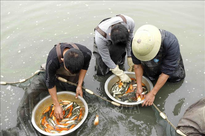 Trong ảnh: Phân loại Cá chép đỏ và các loại cá thường trong ao nuôi sau khi vừa đánh bắt. Ảnh: Hoàng Hùng - TTXVN