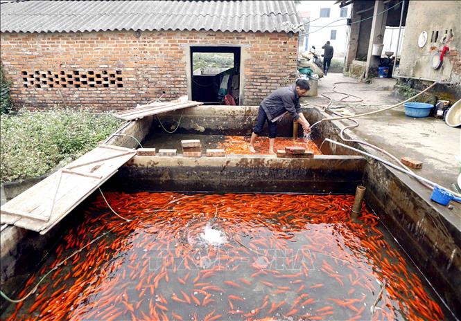 Trong ảnh: Cá chép đỏ tập trung tại các bể nuôi. Ảnh: Hoàng Hùng - TTXVN