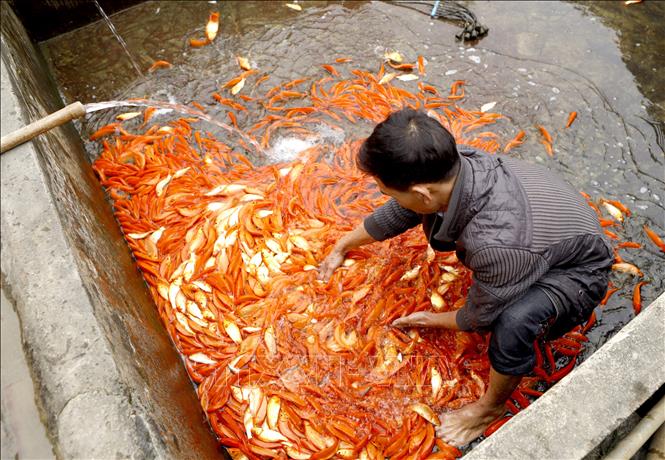 Trong ảnh: Cá chép đỏ tập trung tại các bể nuôi được thay nước sạch để giữ cho cá được khỏe mạnh. Ảnh: Hoàng Hùng - TTXVN