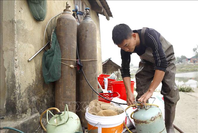 Trong ảnh: Chuẩn bị bình ô xy để bơm vào các bao đựng cá. Ảnh: Hoàng Hùng - TTXVN