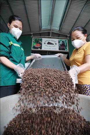 Trong ảnh: Chế biến đóng gói sản phẩm cà phê được sản xuất theo chứng chỉ FLO và theo hướng hữu cơ của Hợp tác xã Nông nghiệp và dịch vụ Công Bằng, xã Ea Tu (TP Buôn Ma Thuột, tỉnh Đắk Lắk). Ảnh: Vũ Sinh - TTXVN