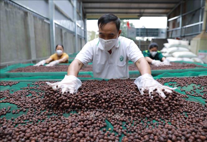 Trong ảnh: Quả cà phê của HTX được thu hoạch với tỷ lệ quả chín đạt 100%, phơi khô tự nhiên trong nhà màng với thời gian hơn 30 ngày đối với những ngày có nắng, sau đó mới được đưa vào chế biến. Ảnh: Vũ Sinh - TTXVN 