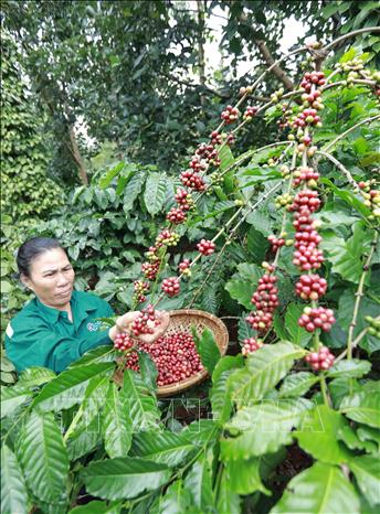 Trong ảnh: Hộ nông dân Phạm Minh Tĩnh ở buôn Ka Tam, xã xã Ea Tuk có diện tích 1ha trồng cà phê liên kết với Hợp tác xã Nông nghiệp và dịch vụ Công Bằng, mỗi năm thu lãi hơn 50 triệu đồng. Ảnh: Vũ Sinh - TTXVN