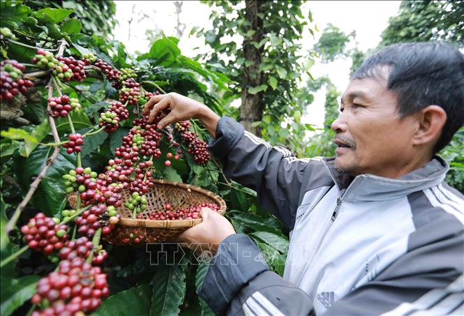 Trong ảnh: Hộ nông dân Phạm Minh Tĩnh ở buôn Ka Tam, xã xã Ea Tu có diện tích 1ha trồng cà phê liên kết với HTX Nông nghiệp và dịch vụ Công Bằng, mỗi năm thu lãi hơn 50 triệu đồng. Ảnh: Vũ Sinh - TTXVN