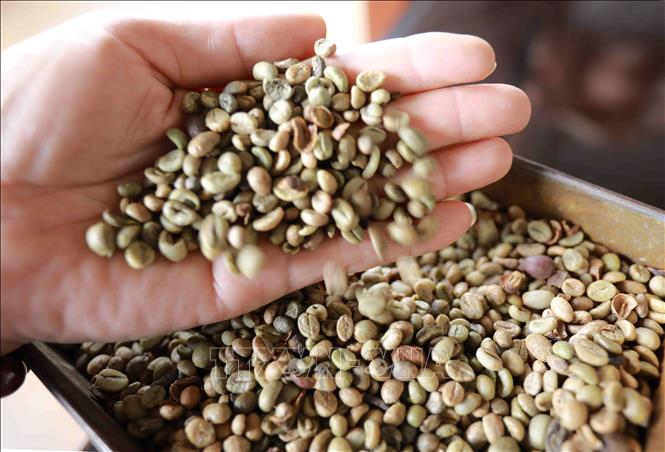 Trong ảnh: Cà phê nhân được sản xuất theo chứng chỉ FLO và theo hướng hữu cơ của Hợp tác xã Nông nghiệp và dịch vụ Công Bằng, xã Ea Tu (TP Buôn Ma Thuột, tỉnh Đắk Lắk). Ảnh: Vũ Sinh - TTXVN