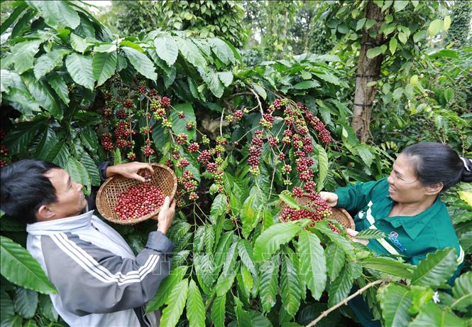 Mô Hình Hợp Tác Xã Hoạt Động Hiệu Quả Trong Lĩnh Vực Nông Nghiệp Ở Tỉnh Đắk  Lắk - Ảnh Thời Sự Trong Nước - Kinh Tế - Thông Tấn Xã Việt Nam (Ttxvn)