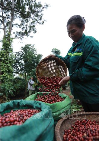 Trong ảnh: Hộ nông dân Phạm Minh Tĩnh ở buôn Ka Tam, xã xã Ea Tu, TP Buôn Ma Thuột, tỉnh Đắk Lắk có diên tích 1ha trồng cà phê liên kết với Hợp tác xã Nông nghiệp và dịch vụ Công Bằng, mỗi năm thu lãi hơn 50 triệu đồng. Ảnh: Vũ Sinh - TTXVN