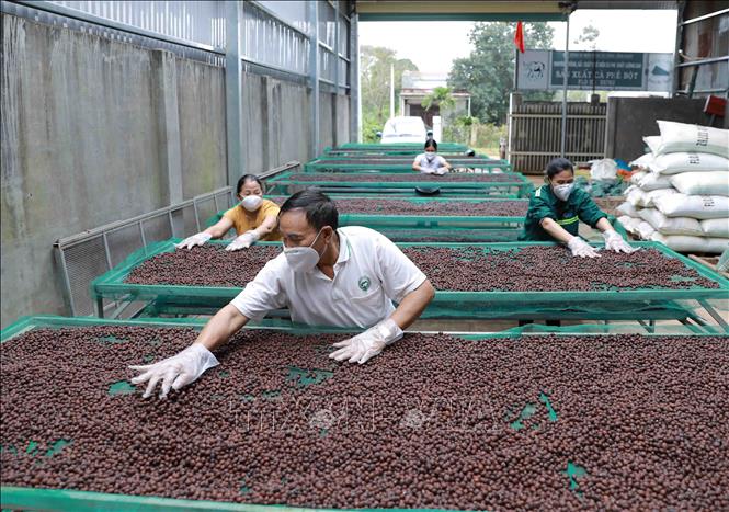 Trong ảnh: Quả cà phê của Hợp tác xã Nông nghiệp và dịch vụ Công Bằng được thu hoạch với tỷ lệ quả chín đạt 100%, phơi khô tự nhiên trong nhà màng với thời gian hơn 30 ngày đối với những ngày có nắng, sau đó mới được đưa vào chế biến. Ảnh: Vũ Sinh - TTXVN 