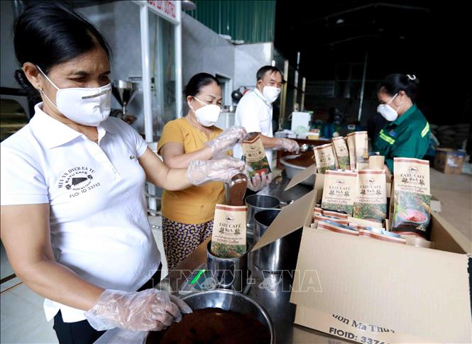 Trong ảnh: Chế biến đóng gói sản phẩm cà phê được sản xuất theo chứng chỉ FLO và theo hướng hữu cơ của Hợp tác xã Nông nghiệp và dịch vụ Công Bằng, xã Ea Tu (TP Buôn Ma Thuột, tỉnh Đắk Lắk). Ảnh: Vũ Sinh - TTXVN