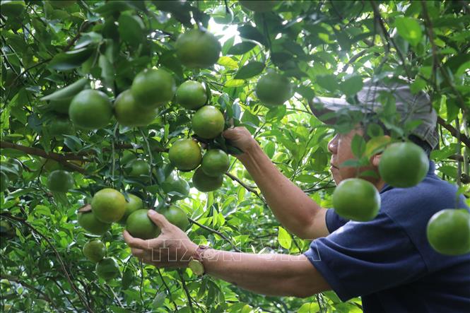 Trong ảnh: Quýt đường phục vụ thị trường Tết Nguyên đán ở Lai Vung. Ảnh: Nguyễn Văn Trí-TTXVN