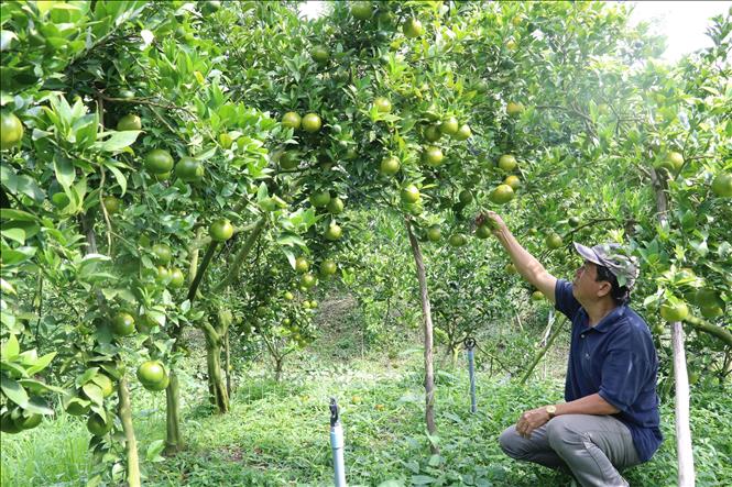 Trong ảnh: Quýt đường phục vụ thị trường Tết Nguyên đán ở Lai Vung. Ảnh: Nguyễn Văn Trí-TTXVN