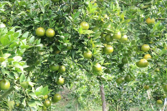 Trong ảnh: Quýt đường phục vụ thị trường Tết Nguyên đán ở Lai Vung. Ảnh: Nguyễn Văn Trí-TTXVN