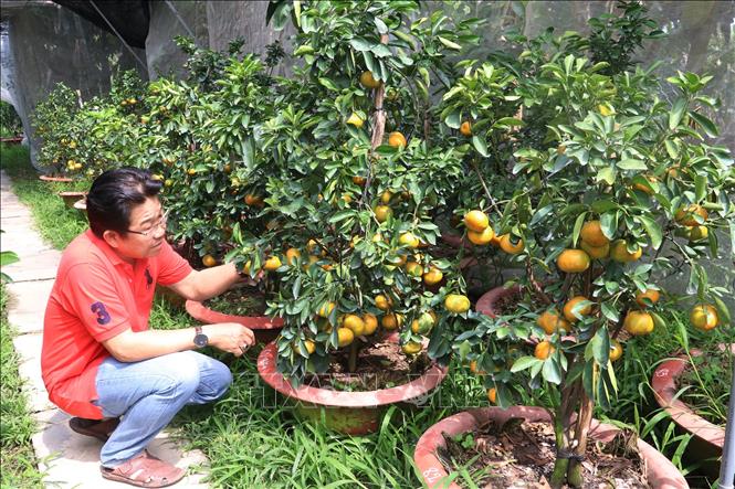 Trong ảnh: Cây quýt hồng trồng trong chậu có giá từ 2-10 triệu đồng/chậu. Ảnh: Nguyễn Văn Trí-TTXVN