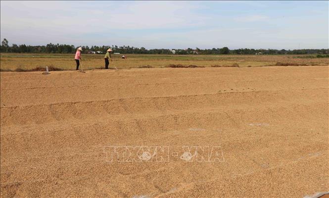 Trong ảnh: Nông dân xã Long Hiệp, huyện Trà Cú phới thóc sau thu hoạch lúa vụ Thu Đông. Ảnh: Thanh Hòa- TTXVN