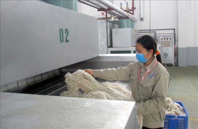 Trong ảnh: Công nhân nhà máy sợi An Phước đang chế biến sản phẩm từ cây gai xanh. Ảnh: Nguyễn Nam-TTXVN