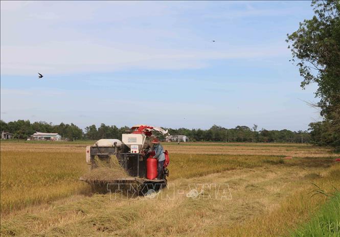 Trong ảnh: Nông dân xã Long Hiệp, huyện Trà Cú thu hoạch lúa vụ Thu Đông 2020. Ảnh: Thanh Hòa- TTXVN