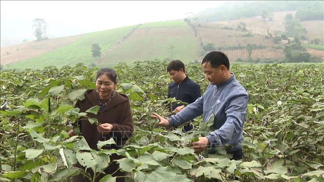 Trong ảnh: Cây Gai xanh được người dân trồng tại huyện miền núi Cẩm Thủy, tỉnh Thanh Hóa. Ảnh: Nguyễn Nam-TTXVN