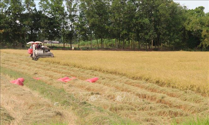 Trong ảnh: Nông dân xã Long Hiệp, huyện Trà Cú thu hoạch lúa vụ Thu Đông 2020. Ảnh: Thanh Hòa- TTXVN