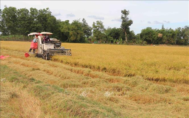 Trong ảnh: Nông dân xã Long Hiệp, huyện Trà Cú thu hoạch lúa vụ Thu Đông 2020. Ảnh: Thanh Hòa- TTXVN