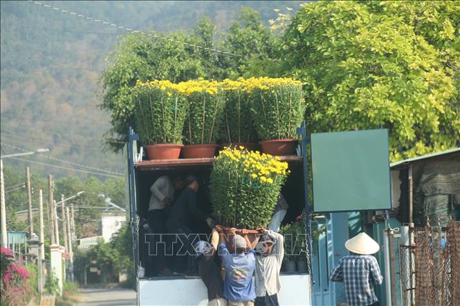 Trong ảnh: Vận chuyển hoa tại làng hoa Kim Dinh, thành phố Bà Rịa mang đi tiêu thụ. Ảnh: Hoàng Nhị - TTXVN