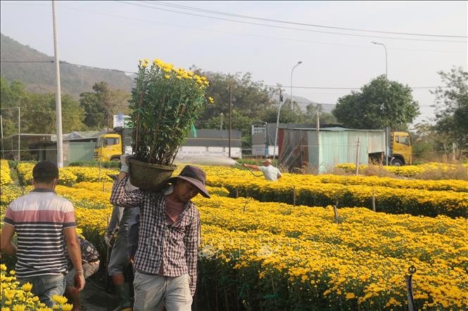 Trong ảnh: Công nhân vận chuyển hoa tại làng hoa Kim Dinh, thành phố Bà Rịa mang đi tiêu thụ. Ảnh: Hoàng Nhị - TTXVN