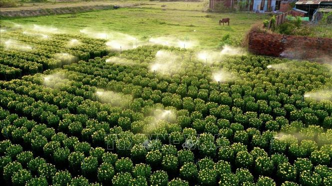 Trong ảnh: Làng hoa Kim Dinh, thành phố Bà Rịa vào mùa Tết. Ảnh: Hoàng Nhị - TTXVN