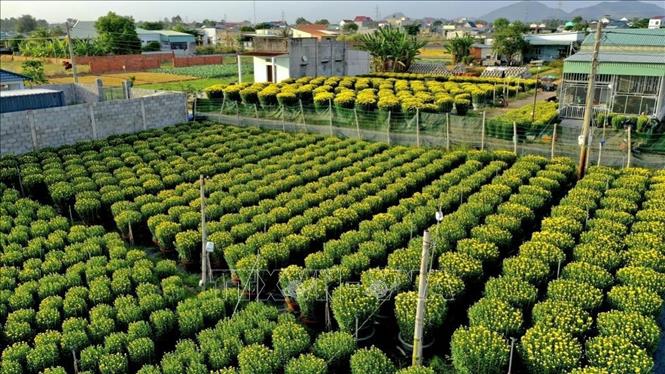 Trong ảnh: Làng hoa Kim Dinh, thành phố Bà Rịa. Ảnh: Hoàng Nhị - TTXVN

