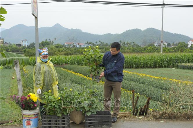 Trong ảnh: Nhiều người dân tìm đến Yên Bình để mua hoa chơi Tết. Ảnh: Mạnh Khánh - TTXVN 