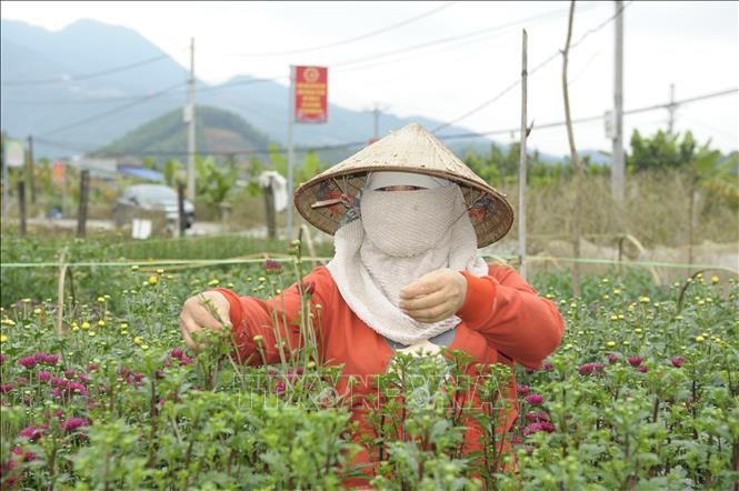 Trong ảnh: Người dân xã Yên Bình (Thạch Thất, Hà Nội) chăm sóc hoa. Ảnh: Mạnh Khánh/ - TTXVN