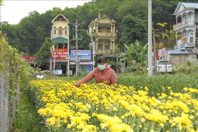 Trong ảnh: Người dân xã Yên Bình (Thạch Thất, Hà Nội) chăm sóc hoa Tết. Ảnh: Mạnh Khánh - TTXVN
