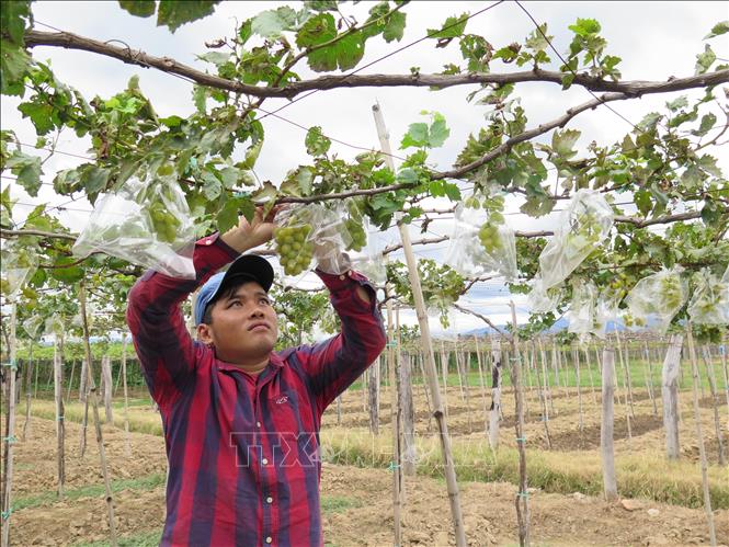mô hình làm giàu Người dân Đầm Hà làm giàu nhờ sản xuất nông nghiệp ứng  dụng công nghệ