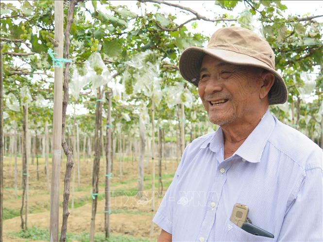 Trong ảnh: Ông Nguyễn Văn Mọi, chủ trang trại Nho Ba Mọi. Ảnh: Minh Hưng - TTXVN                   