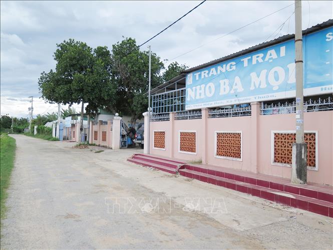 Trong ảnh: Trang trại Nho Ba Mọi, thôn Hiệp Hòa, xã Phước Thuận, huyện Ninh Phước, tỉnh Ninh Thuận. Ảnh: Minh Hưng - TTXVN                          