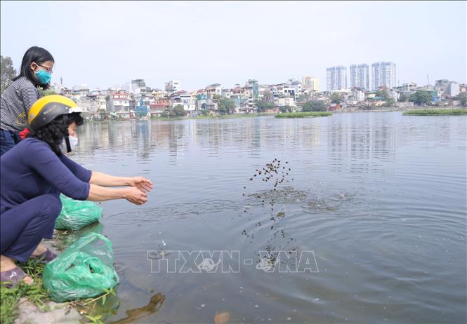 Trong ảnh: Ngoài thả cá chép, người dân còn thả phóng sinh trạch, ốc, lươn. Ảnh: Hoàng Hiếu - TTXVN