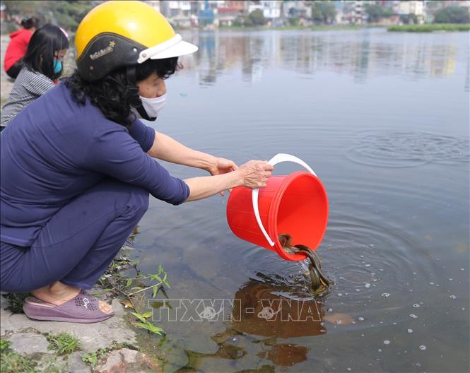 Trong ảnh: Ngoài thả cá chép, người dân còn thả phóng sinh trạch, ốc, lươn. Ảnh: Hoàng Hiếu - TTXVN