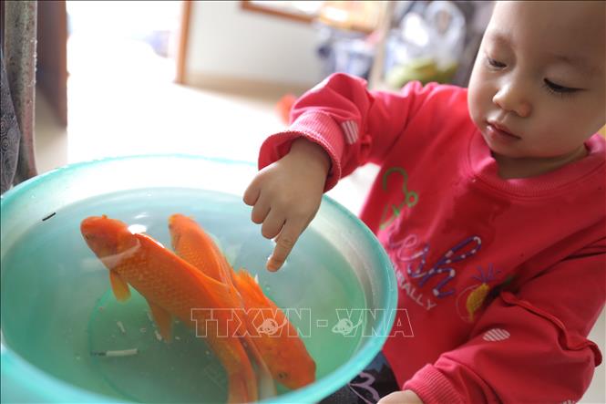 Trong ảnh: Cá chép được cho cho là phương tiện di chuyển của ông Công, ông Táo về trời. Ảnh: Hoàng Hiếu - TTXVN