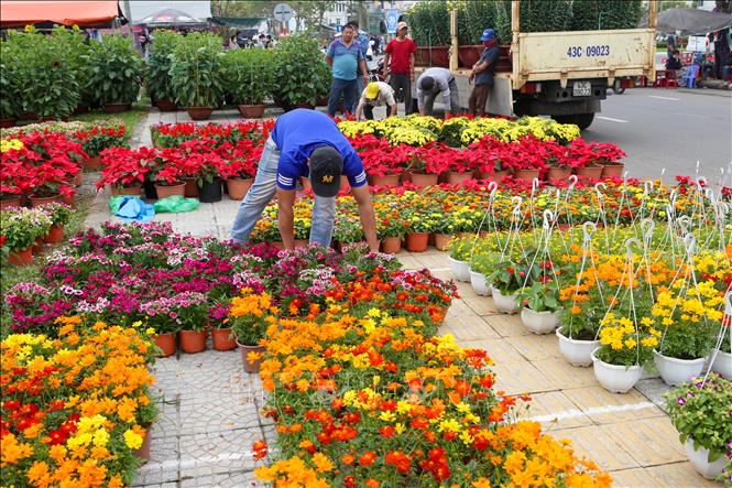 Đà Nẵng: Nhiều điểm bán hoa, cây cảnh phục vụ người dân dịp Tết ...