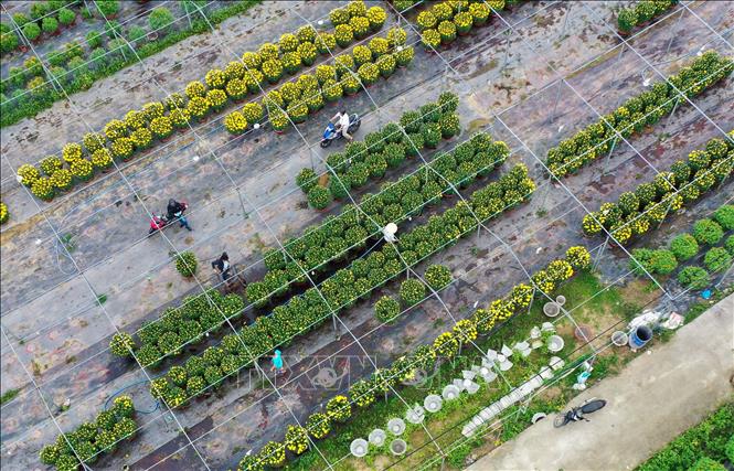 Trong ảnh: Hoa được tích cực chăm sóc để vận chuyển đi phục vụ thị trường Tết 2021. Ảnh: Trần Lê Lâm - TTXVN