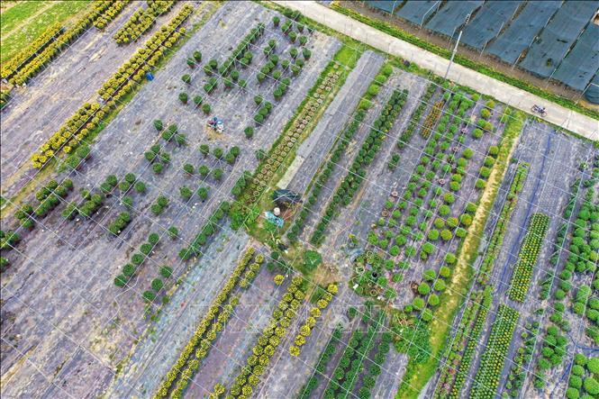 Trong ảnh: Hơn 95% số hoa trong làng đã được thương lái vận chuyển đi tiêu thụ tại các tỉnh, thành phục vụ thị trường Tết 2021. Ảnh: Trần Lê Lâm - TTXVN