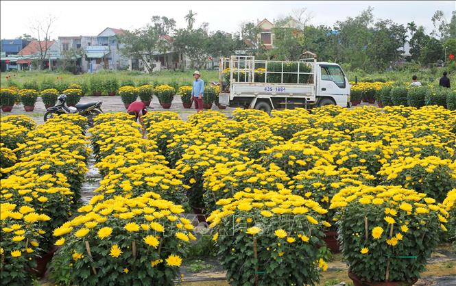 Trong ảnh: Xe vận chuyển hoa đi các nơi phục vụ thị trường Tết 2021. Ảnh: Trần Lê Lâm - TTXVN