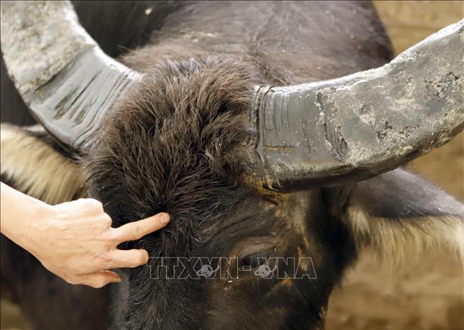 Trong ảnh: Trâu của anh Hán Văn Quyết, thôn Dân Chủ, có thể hình nhỏ nhưng tứ trụ cân đối, cổ to, lưng không võng, đặc biệt có xoáy tam tinh là đặc điểm của trâu chọi lì đòn và dũng mãnh. Ảnh: Hoàng Hùng - TTXVN