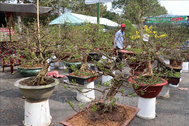 Trong ảnh: Khu vực bán mai vàng tại chợ hoa thành phố Cao Lãnh rất vắng vẻ. Ảnh: Nguyễn Văn Trí - TTXVN