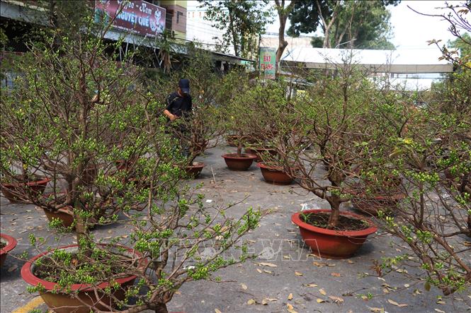 Trong ảnh: Khu vực bán mai vàng tại chợ hoa thành phố Cao Lãnh rất vắng vẻ. Ảnh: Nguyễn Văn Trí - TTXVN
