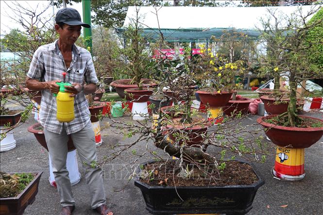 Trong ảnh: Khu vực bán mai vàng tại chợ hoa thành phố Cao Lãnh vắng người mua. Ảnh: Nguyễn Văn Trí - TTXVN