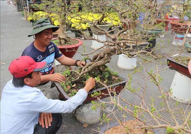 Trong ảnh: Khu vực bán mai vàng tại chợ hoa thành phố Cao Lãnh vắng người mua. Ảnh: Nguyễn Văn Trí - TTXVN